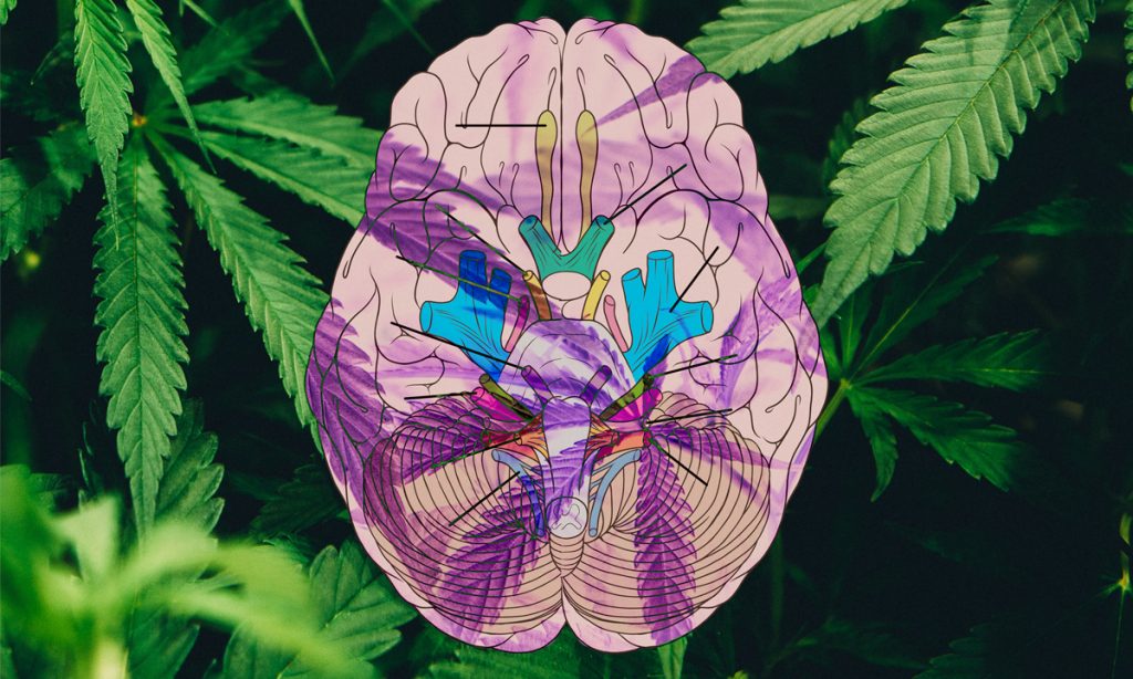 new clinical trail aims to determine if cbd helps recovery from traumatic brain injury
