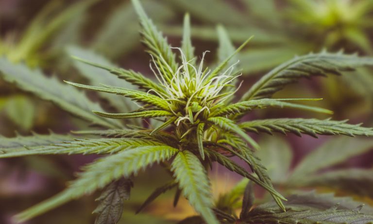 Should Voters Trust 2020 Democrats’ Newfound Support Of Marijuana?