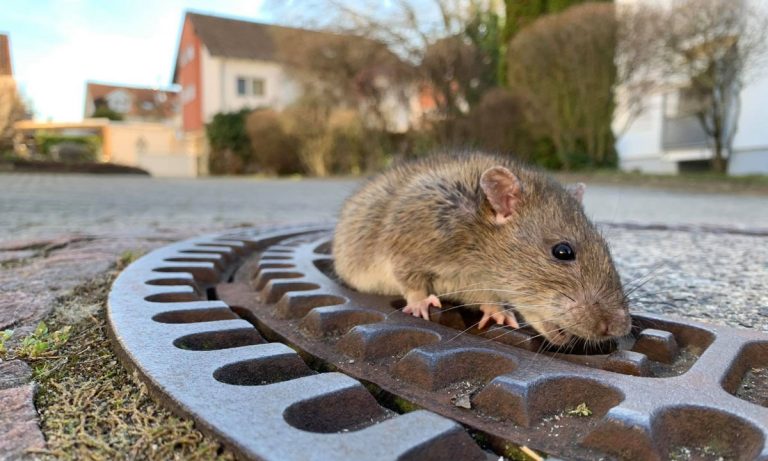 WATCH: Fat Rat Gets Unstuck From A Manhole Cover