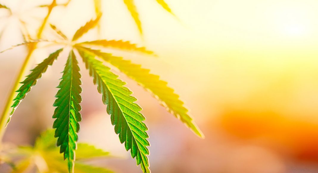 what scientists are saying about cbd boom