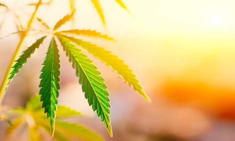 What Scientists Are Saying About The CBD Boom