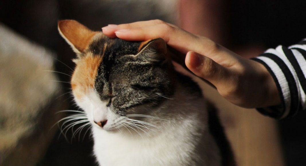 you could be passing down personality traits to your cat