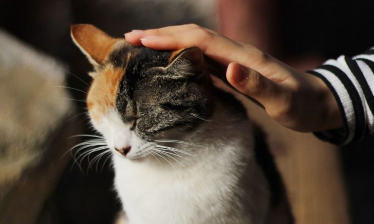You’re Probably Passing Down Personality Traits To Your Cat