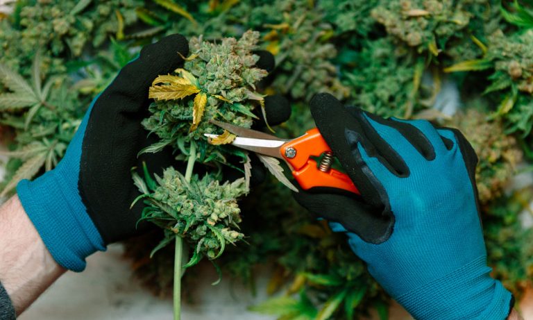 How Cannabis Already Proved It’s The Next Great American Industry