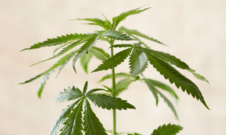 Bipartisan Legislators Introduce Federal Marijuana Decriminalization Bill