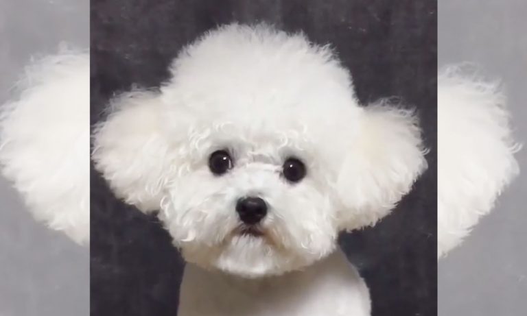 5 Videos Of Cute Animals To Get You Through The Week