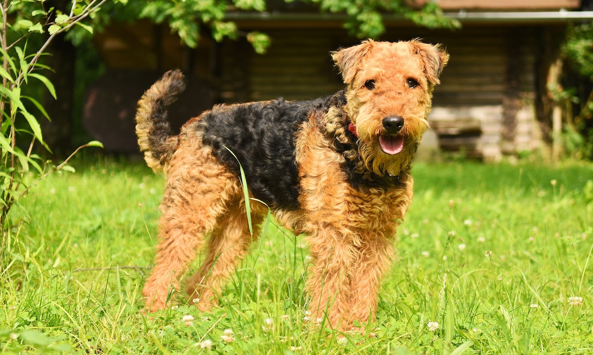 Dogs Of Instagram: Airedale Terrier