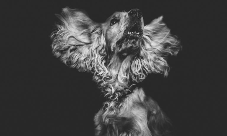 Dogs Of Instagram: English Cocker Spaniel