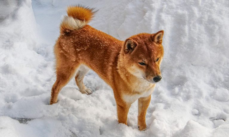 Dogs Of Instagram: Shiba Inu