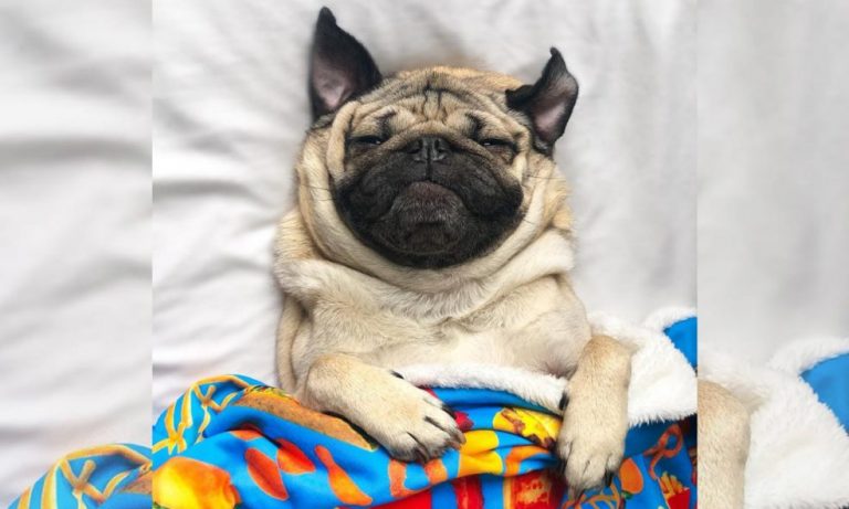 The 5 Most Famous Animals On Instagram You Should Follow