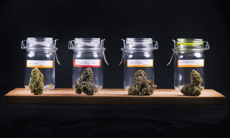 More Than Just THC: A Pharmacologist Looks At The Untapped Healing Compounds Of Marijuana