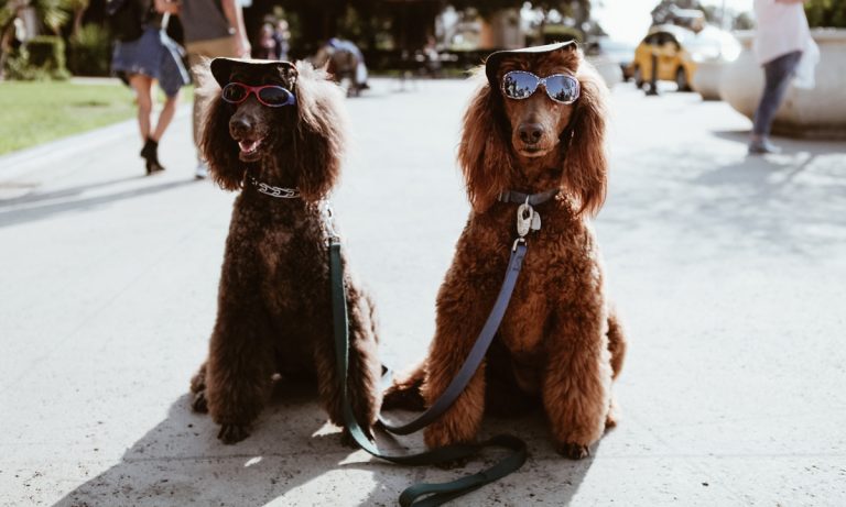 Study: Dogs Have Evolving Personalities Just Like Humans