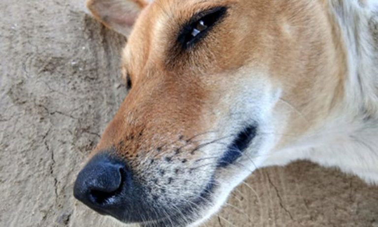 Your Pet On Pot Or  CBD: Not A Good Thing, A Vet Toxicologist Explains