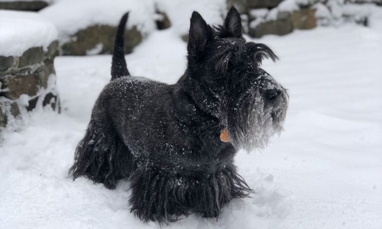 Dogs Of Instagram: Scottish Terrier