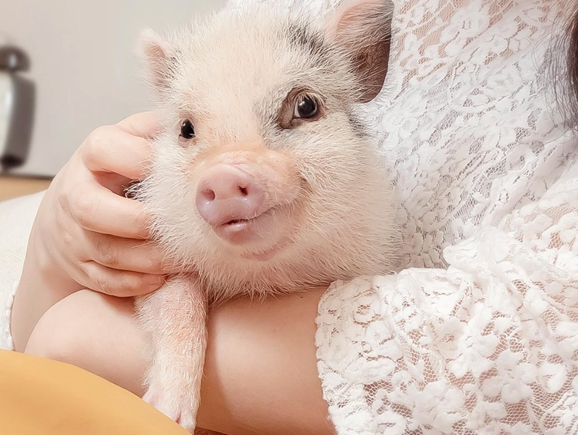 Coffee And A Cuddle With Piglet At This Cafe