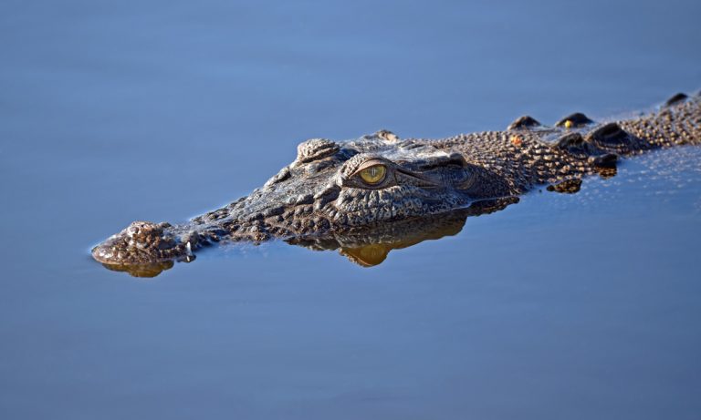 April Is The Perfect Time To Find Hungry Alligators Prowling Florida Streets