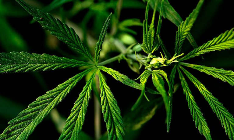 Did The 2018 Farm Bill Open The Door To Importing Hemp?