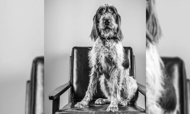 Dogs Of Instagram: Italian Spinone