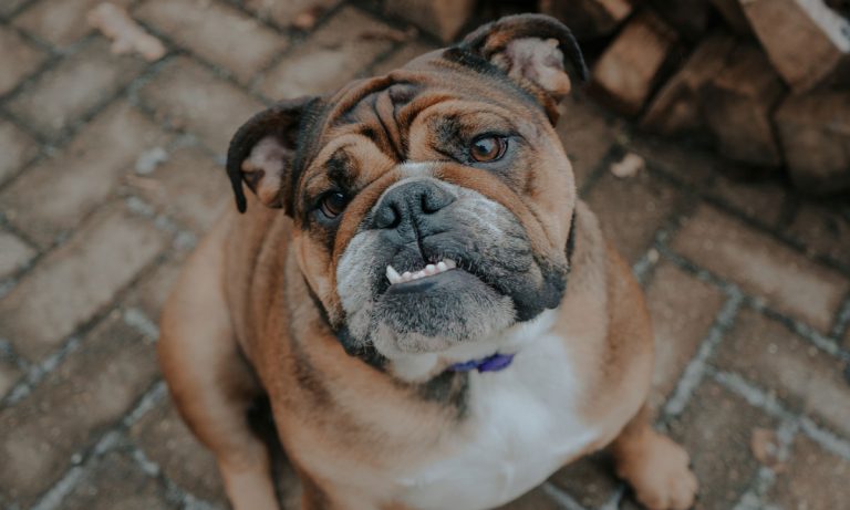 Celebrity Dogs Of Instagram: English Bulldog