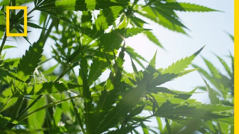 National Geographic Teaches Cannabis in Two Minutes