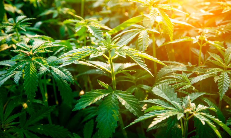 What Canopy Growth Buying Acreage Holdings Means For Marijuana Consumers