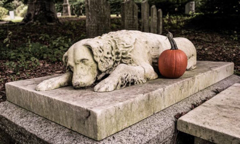 Why You Shouldn’t Bury Your Pet In The Backyard