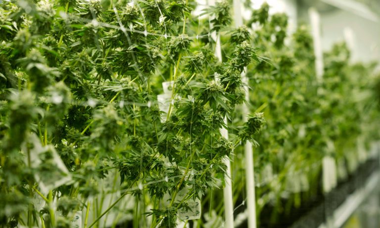 2019 Could End Up Being The Most Disappointing Year For Marijuana Legalization