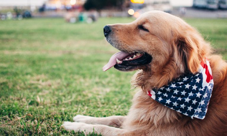 Tips For Road Tripping With Your Dog