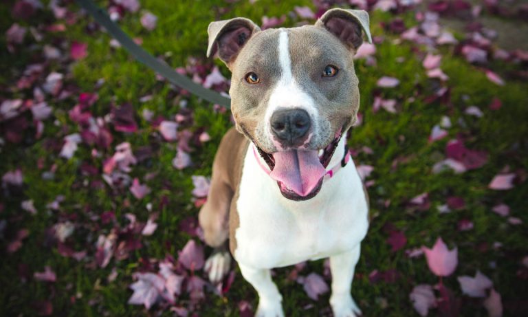 5 Apps To Help You Train Your Puppy