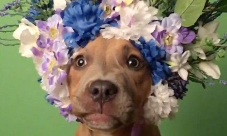 5 Videos Of Cute Animals To Get You Through The Week: May 20