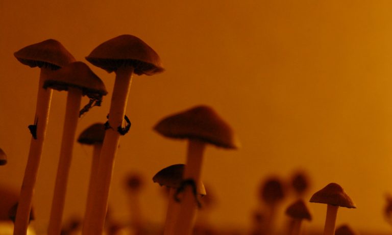 Denver Decriminalizes Magic Mushrooms In Game-Changing Vote