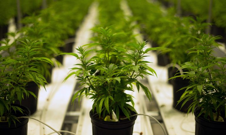 Is This The Biggest Downside To Marijuana Legalization?