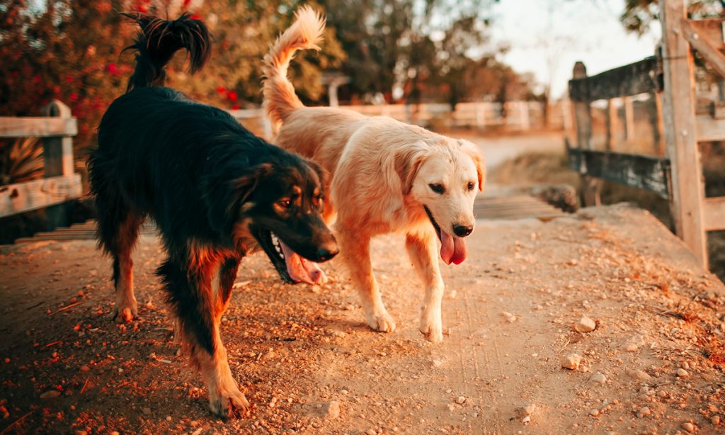 could treating dogs with cbd save their lives