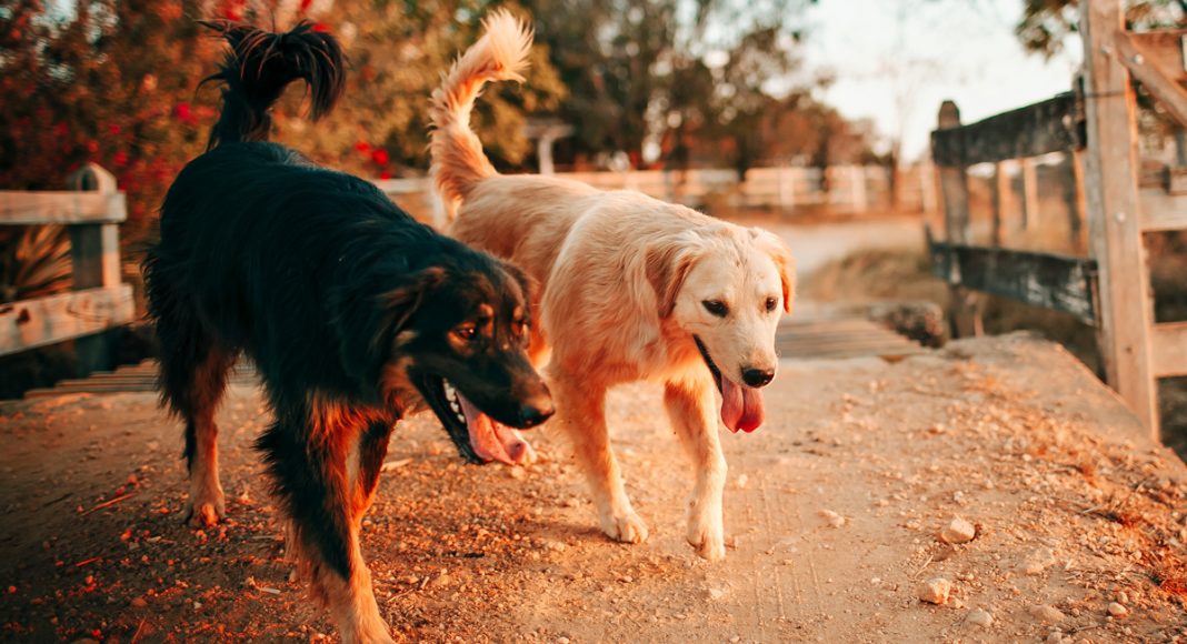 could treating dogs with cbd save their lives