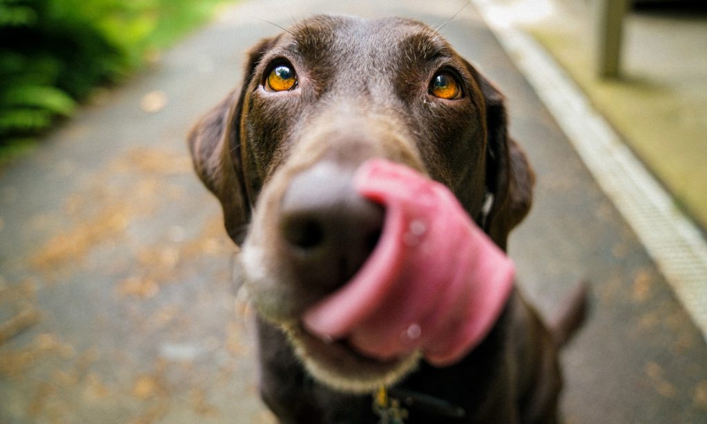 dogs keep getting high from eating human feces