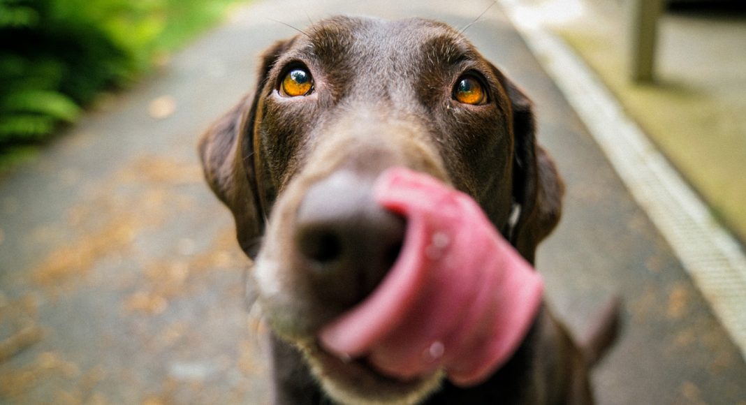 dogs keep getting high from eating human feces