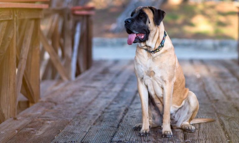 Dogs Of Instagram: English Mastiff