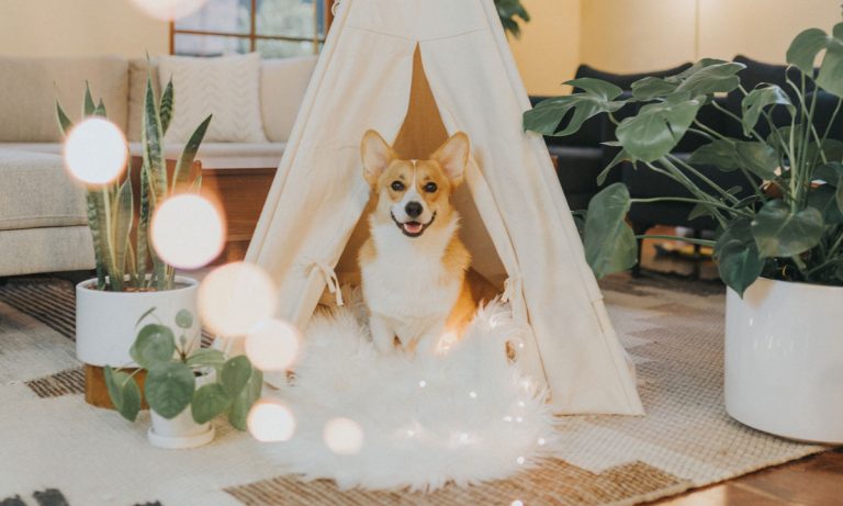 Dogs Of Instagram: Welsh Corgi