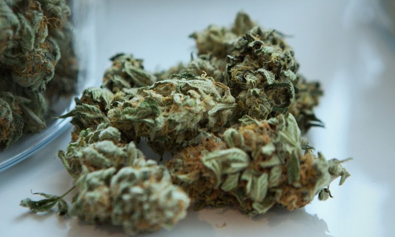 Federal Health Experts Express Concerns Over Strong Marijuana