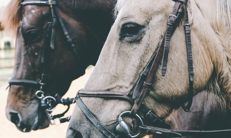 Guess Which Racing Animal Can’t Take CBD Anymore