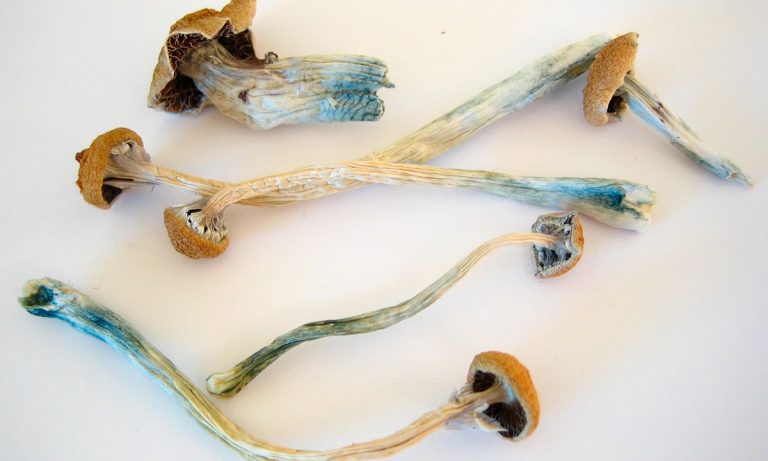 Michael Pollan Praises Psychedelics In His Book, But Cautions Against Widespread Psychedelic Reform