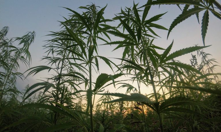 Police Field Tests Can’t Distinguish Between Hemp And Marijuana