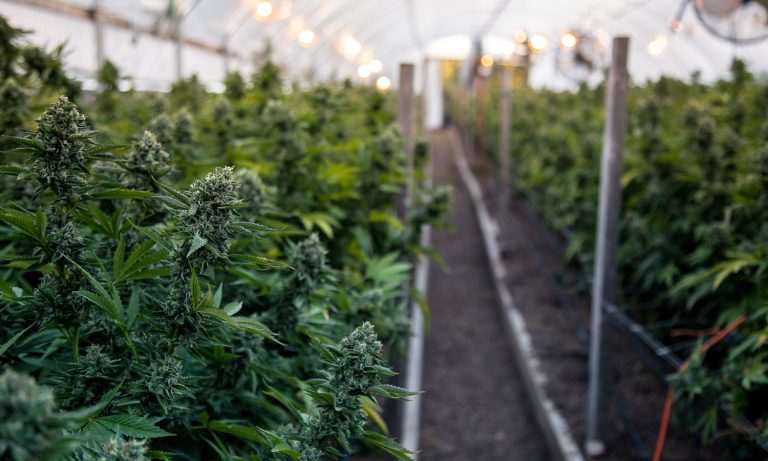 Southern Lawmakers Still Seem Apprehensive About Marijuana