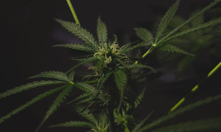 Suicide Numbers Dropped In California After Marijuana Legalization