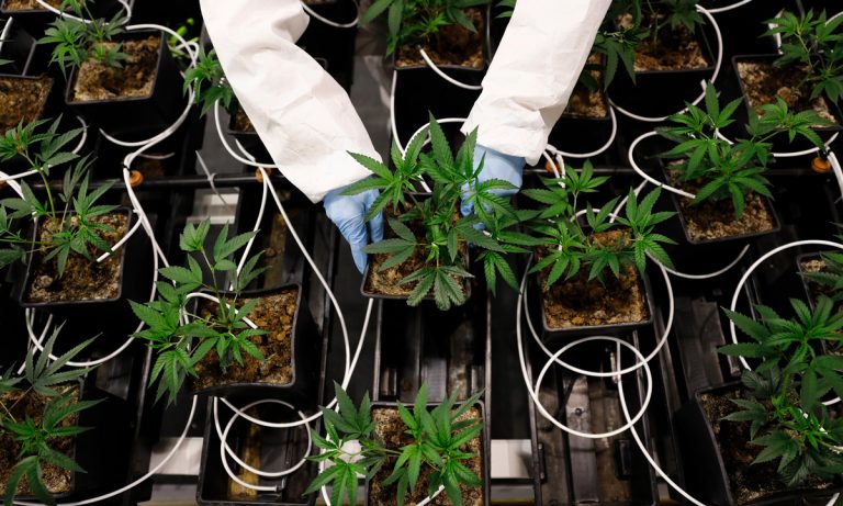 The Surprising Way Trump’s US-China Trade Dispute Hurts Marijuana Users