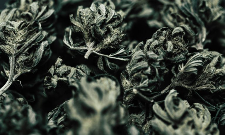 WATCH: Where Does Every Presidential Candidate Stand On Marijuana?