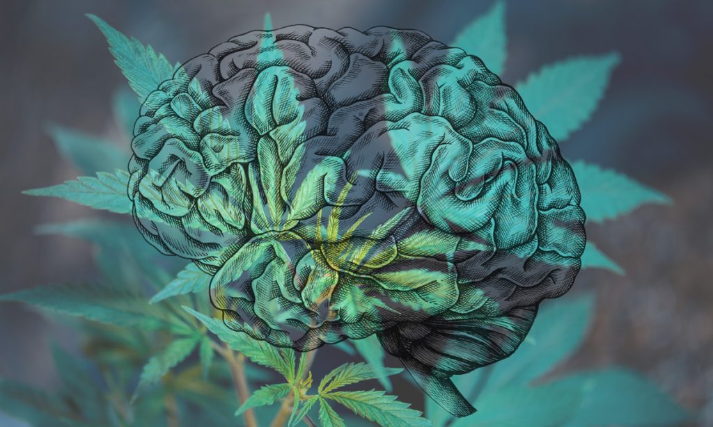 your brain on weed concussions and cannabis