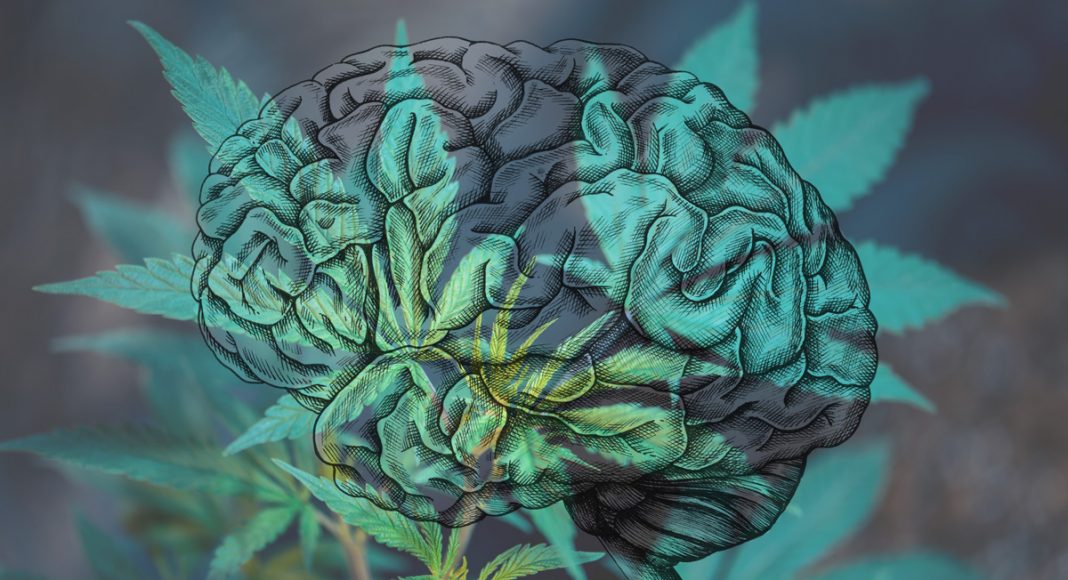 your brain on weed concussions and cannabis