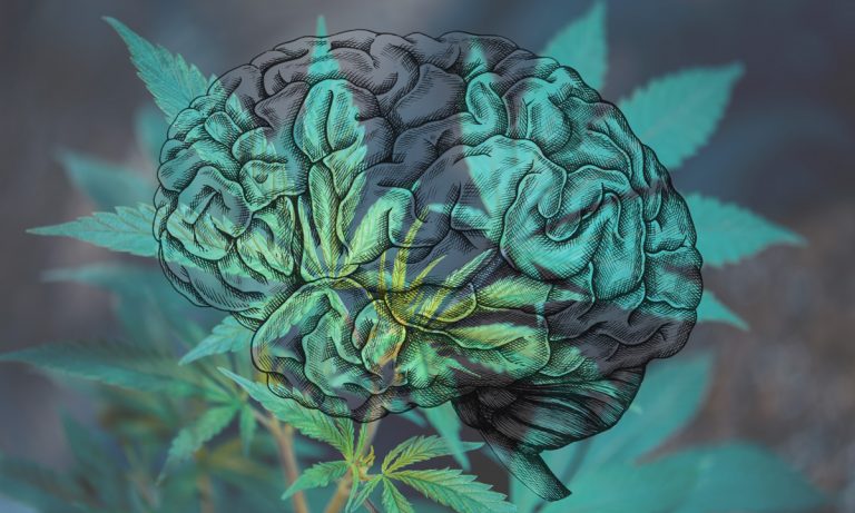 Concussions And Cannabis