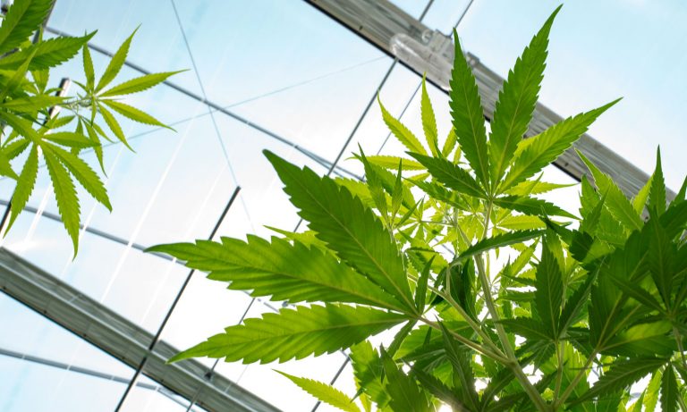 3 Cannabis Entrepreneurs Under 30 To Watch